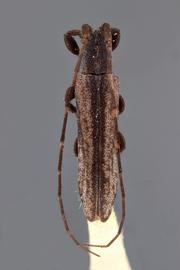  Cacostola gracilis , male holotype specimen; © E.H. Nearns